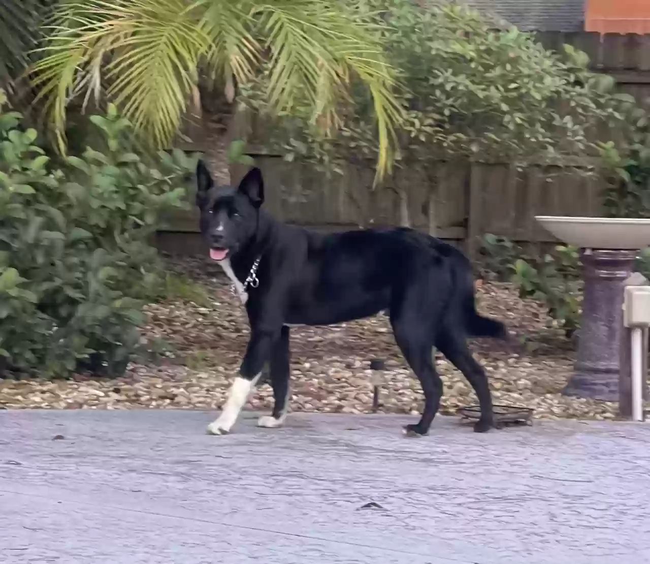 adoptable Dog in Gainesville,FL named Oscar